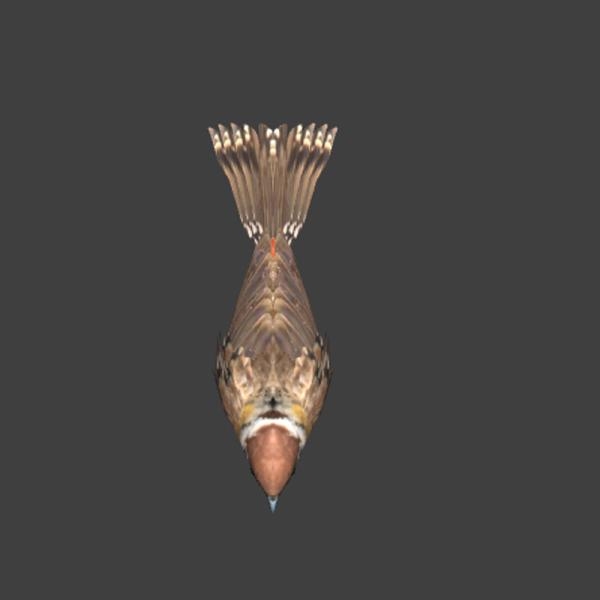 麻雀-动植物-VR/AR模型-3D城