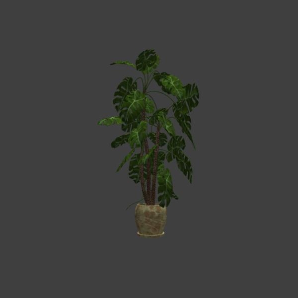 大叶盆栽-动植物-VR/AR模型-3D城