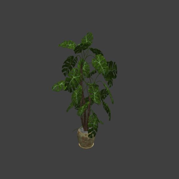 大叶盆栽-动植物-VR/AR模型-3D城