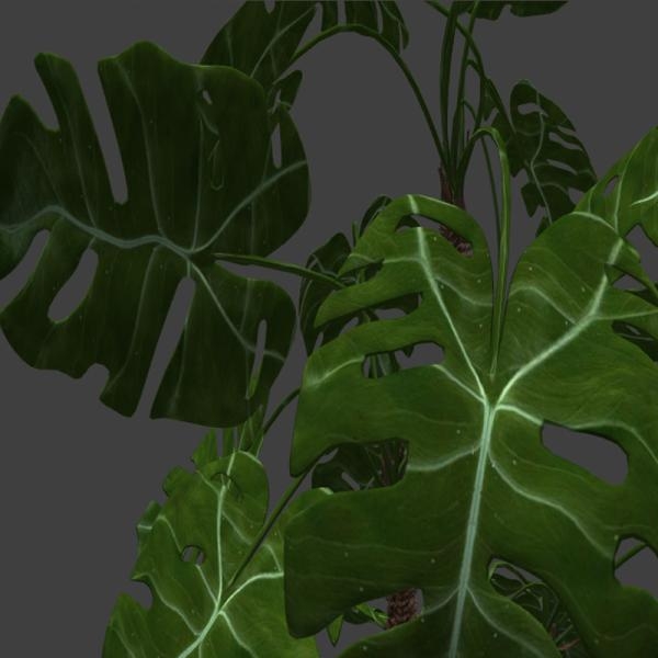 大叶盆栽-动植物-VR/AR模型-3D城