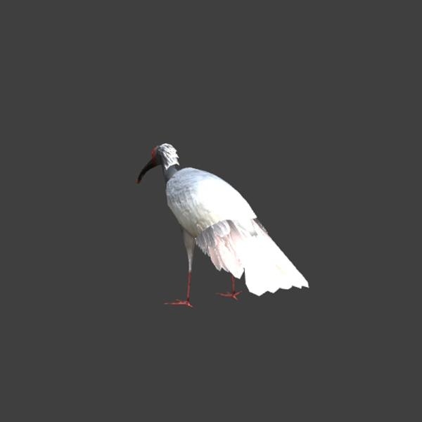 朱鹮-动植物-VR/AR模型-3D城