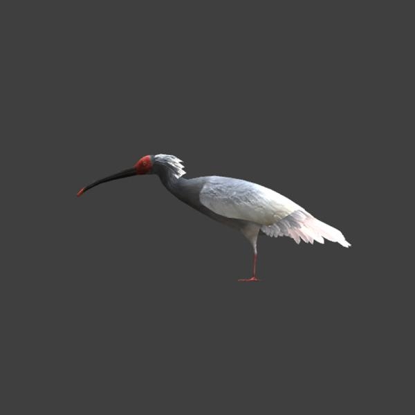 朱鹮-动植物-VR/AR模型-3D城
