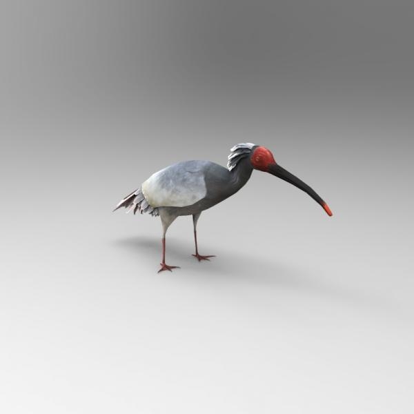 朱鹮-动植物-VR/AR模型-3D城
