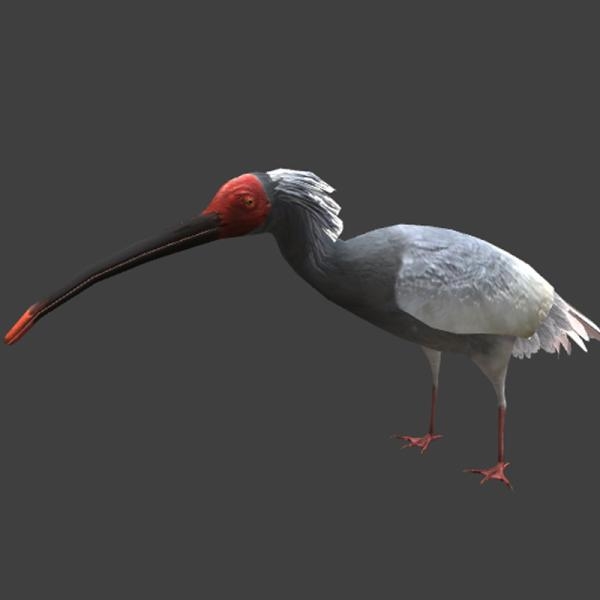 朱鹮-动植物-VR/AR模型-3D城