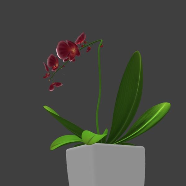 蝴蝶兰-动植物-VR/AR模型-3D城