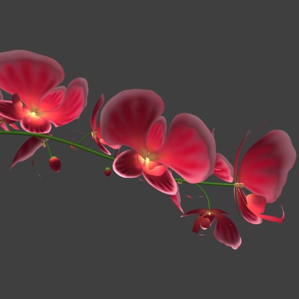 蝴蝶兰-动植物-VR/AR模型-3D城