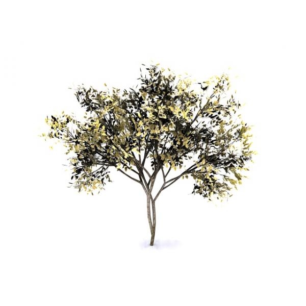 树-动植物-植物-VR/AR模型-3D城