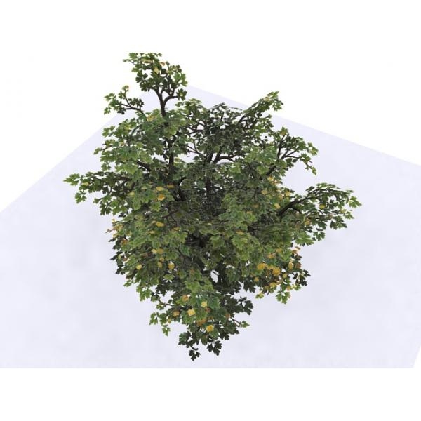绿色植被-动植物-植物-VR/AR模型-3D城