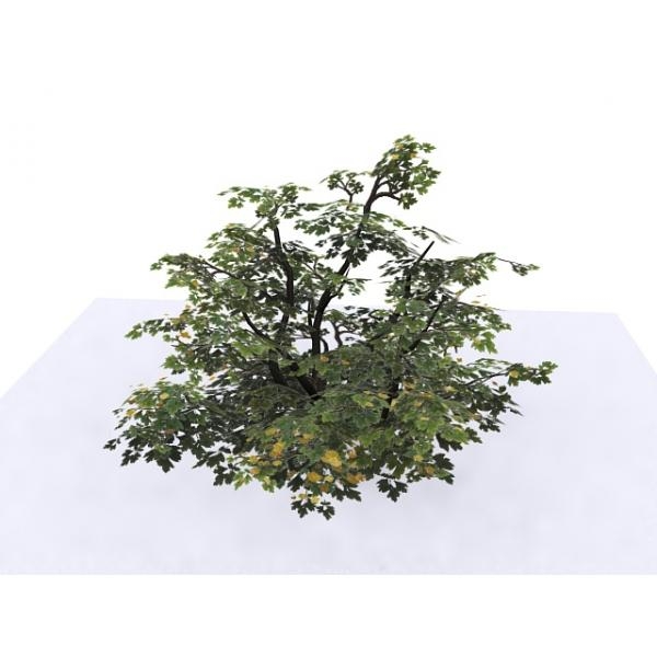 绿色植被-动植物-植物-VR/AR模型-3D城