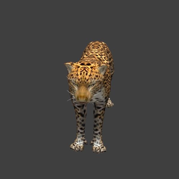 金钱豹-动植物-VR/AR模型-3D城
