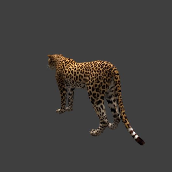 金钱豹-动植物-VR/AR模型-3D城
