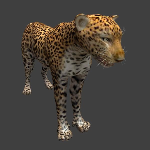 金钱豹-动植物-VR/AR模型-3D城