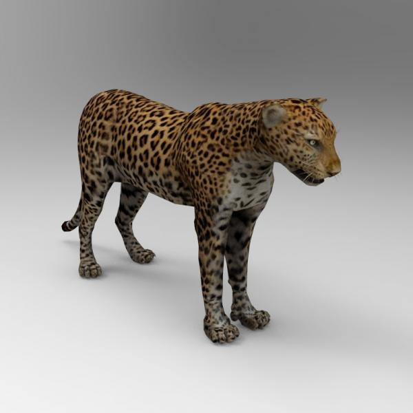 金钱豹-动植物-VR/AR模型-3D城