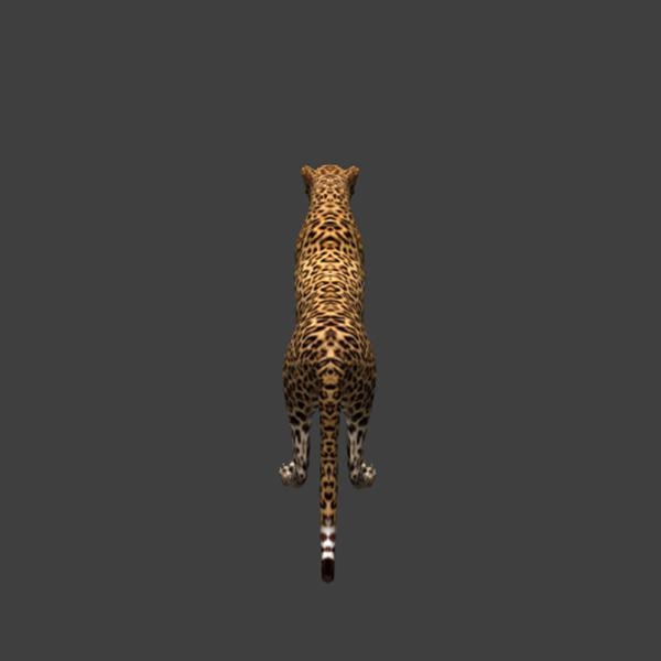金钱豹-动植物-VR/AR模型-3D城