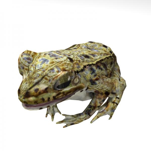青蛙-动植物-VR/AR模型-3D城