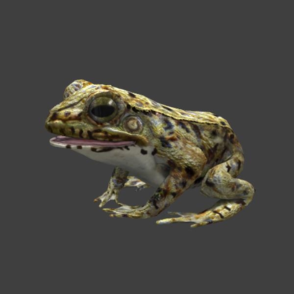 青蛙-动植物-VR/AR模型-3D城