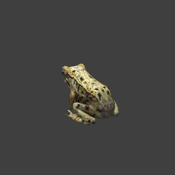 青蛙-动植物-VR/AR模型-3D城