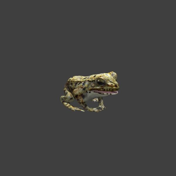 青蛙-动植物-VR/AR模型-3D城