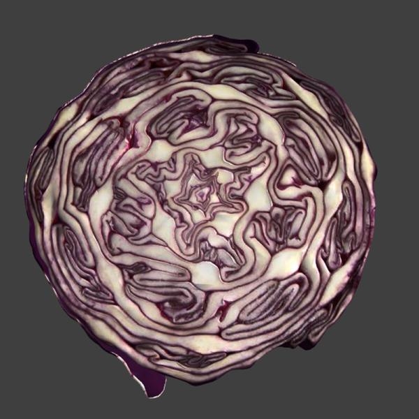 紫甘蓝-文体生活-蔬菜-VR/AR模型-3D城