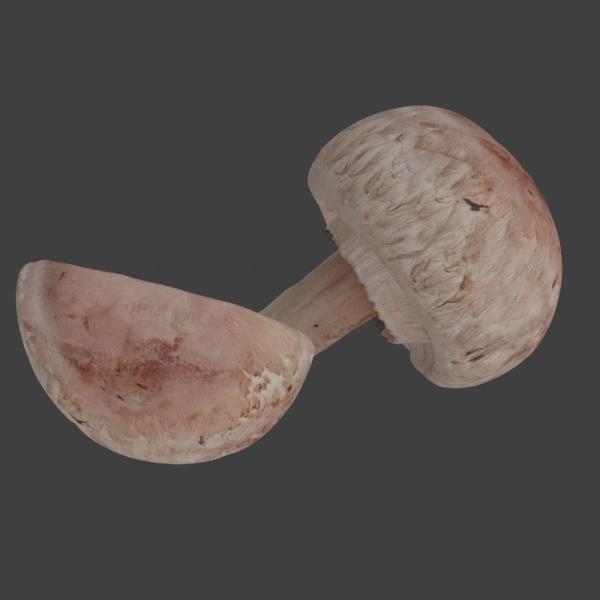 蘑菇-文体生活-蔬菜-VR/AR模型-3D城