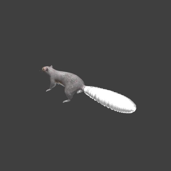 松鼠-动植物-哺乳动物-3D打印模型-3D城