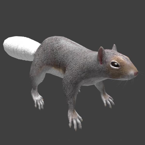 松鼠-动植物-哺乳动物-3D打印模型-3D城