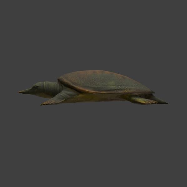 中华鳖-动植物-VR/AR模型-3D城