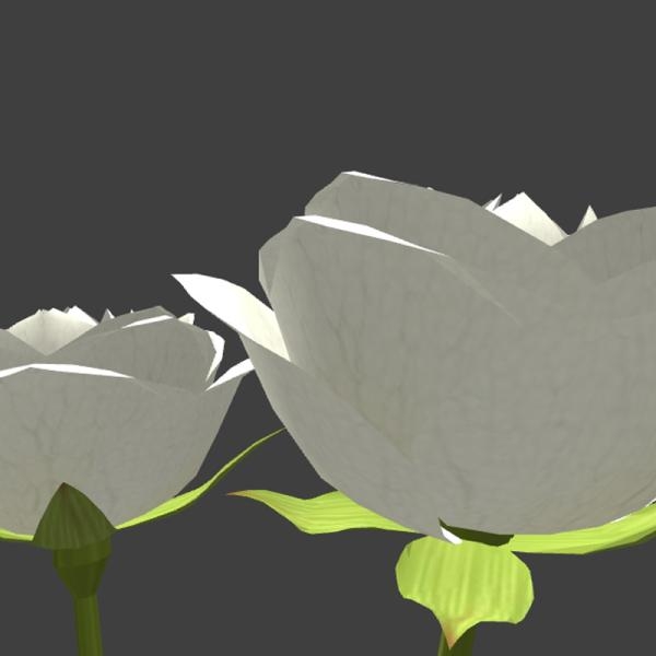 白色玫瑰花-动植物-VR/AR模型-3D城
