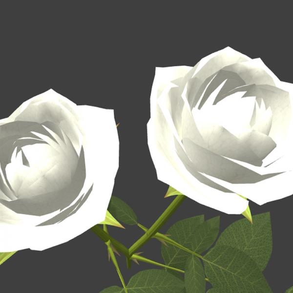 白色玫瑰花-动植物-VR/AR模型-3D城