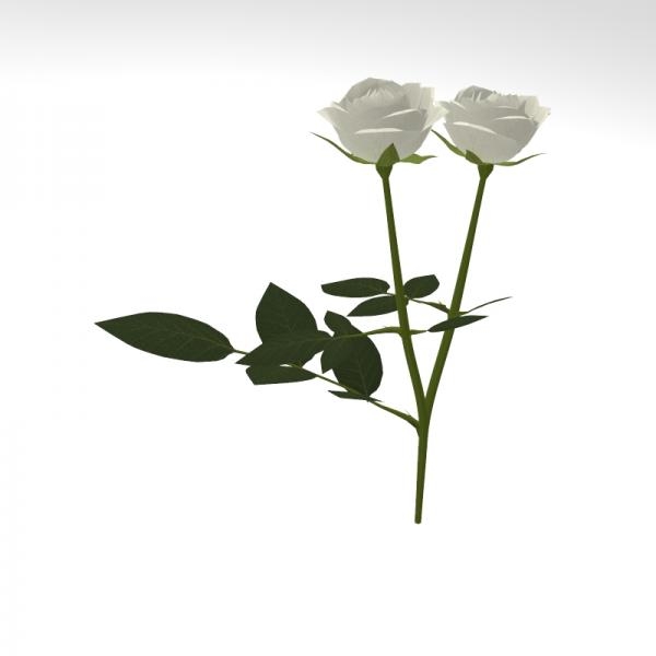 白色玫瑰花-动植物-VR/AR模型-3D城