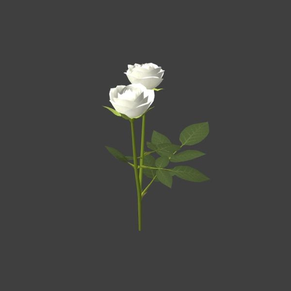 白色玫瑰花-动植物-VR/AR模型-3D城