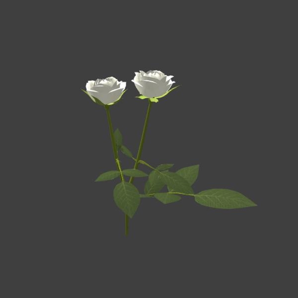 白色玫瑰花-动植物-VR/AR模型-3D城