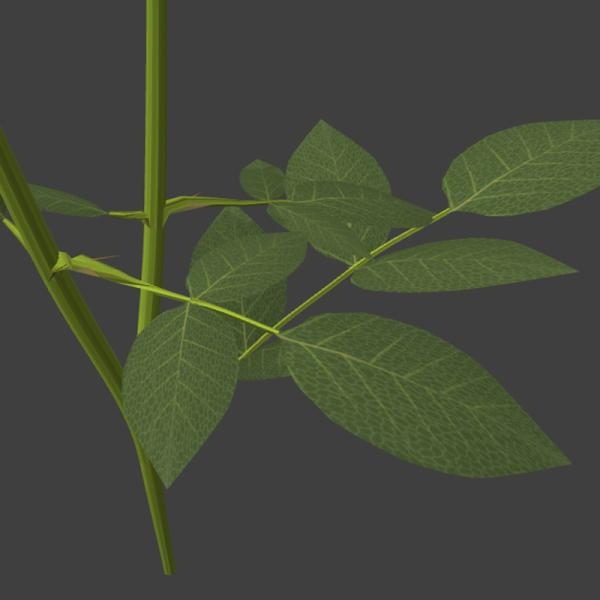 白色玫瑰花-动植物-VR/AR模型-3D城