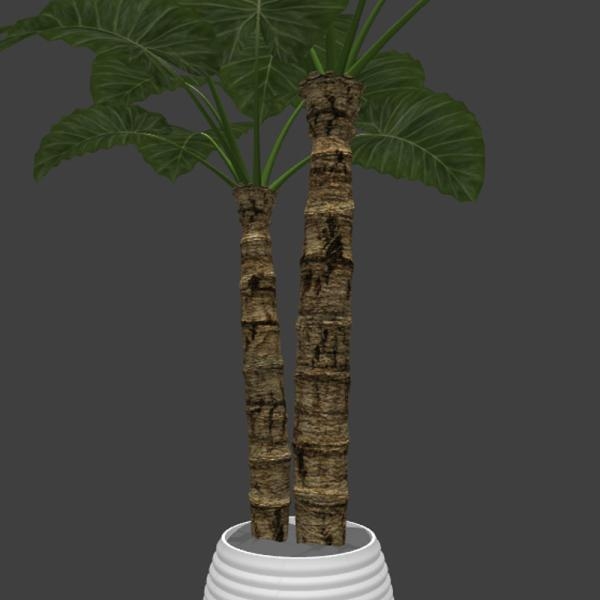 大叶盆栽-动植物-VR/AR模型-3D城