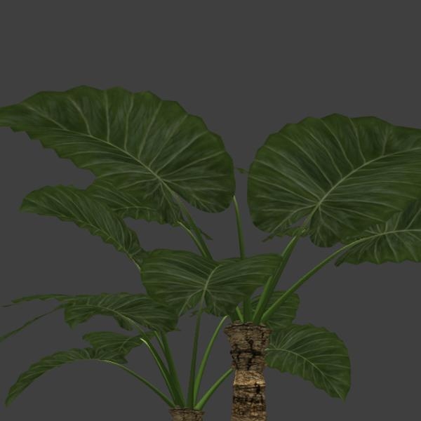 大叶盆栽-动植物-VR/AR模型-3D城